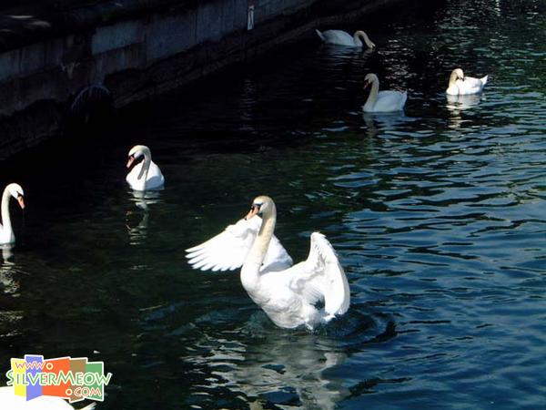 河岸兩旁之天鵝