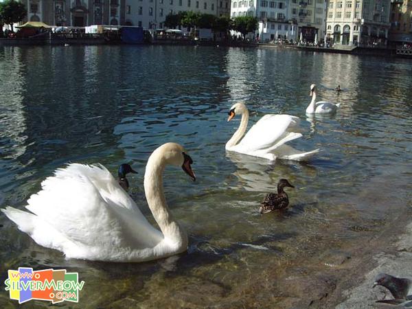 河岸兩旁之天鵝