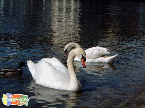 河岸兩旁之天鵝