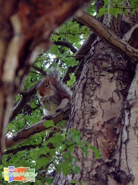 公園內之松鼠