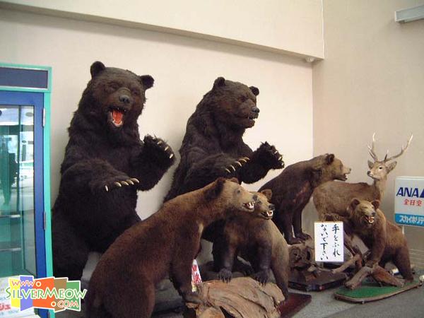 入口處黑熊標本